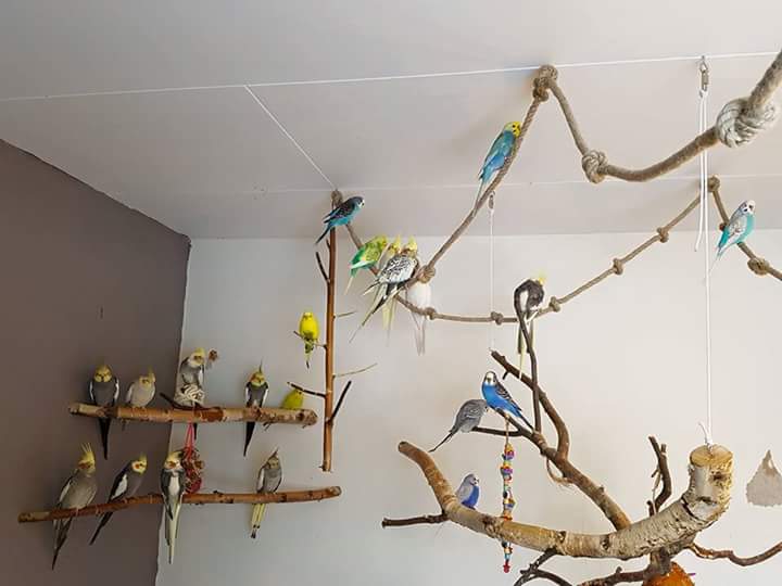 Дерево с ветками стенд для корелл и волнистого попугая